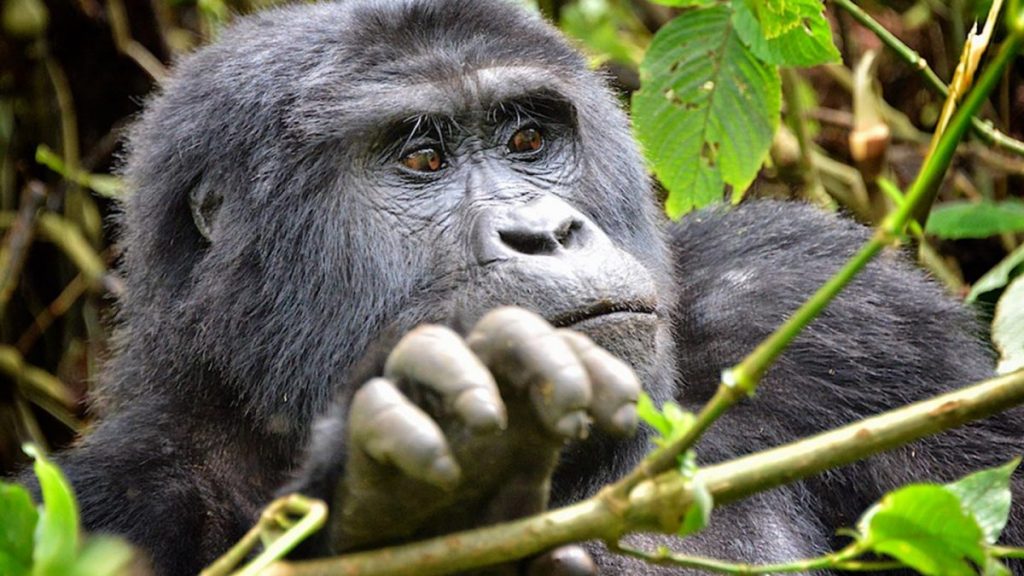 3 Days Cheap Rwanda Gorilla Safari