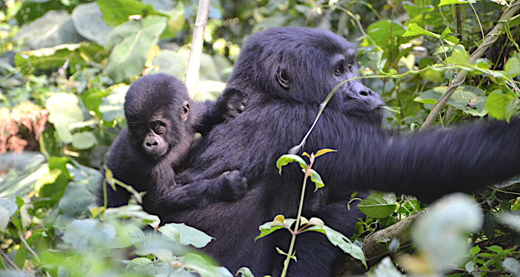 3 Days cheapest Gorilla Safari in Uganda