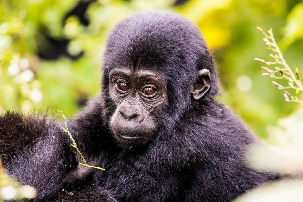 4 Days Budget Rwanda Gorilla Safari