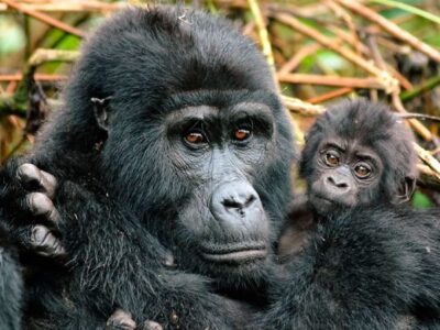 4 Days Cheap Rwanda Gorilla & Golden Monkey Safari