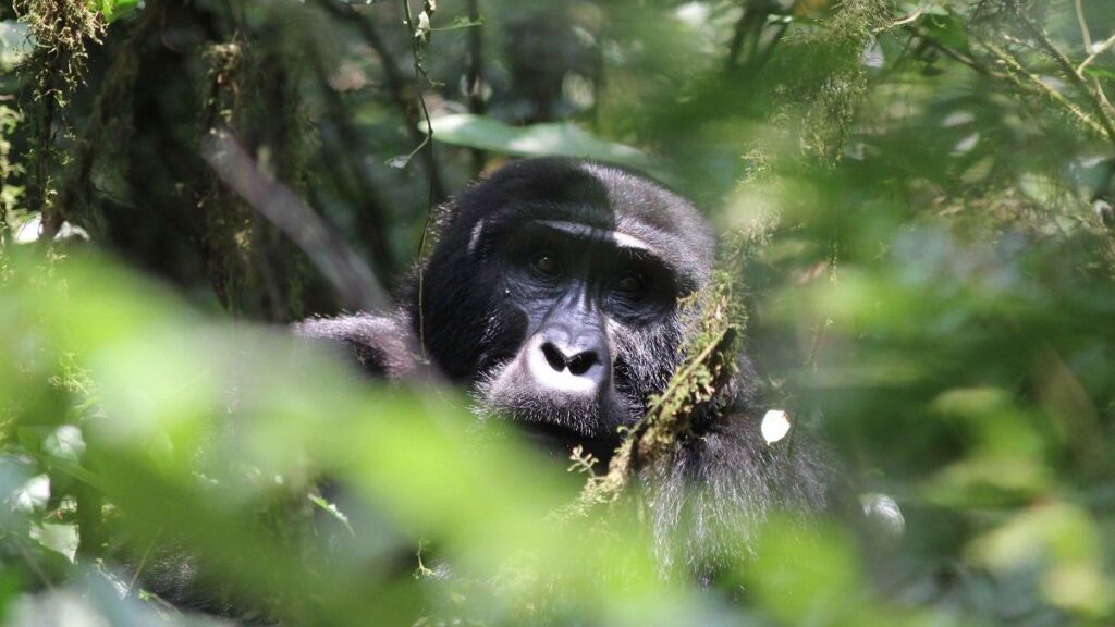 5 Days Budget Uganda Gorilla and Chimpanzee Safari