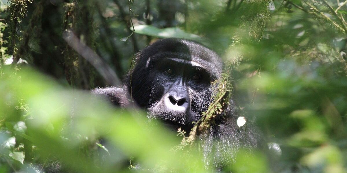5 Days Budget Uganda Gorilla and Chimpanzee Safari