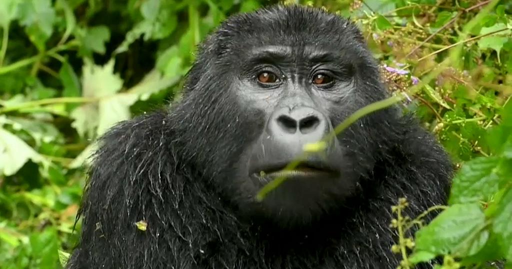 Budget gorilla tracking holidays