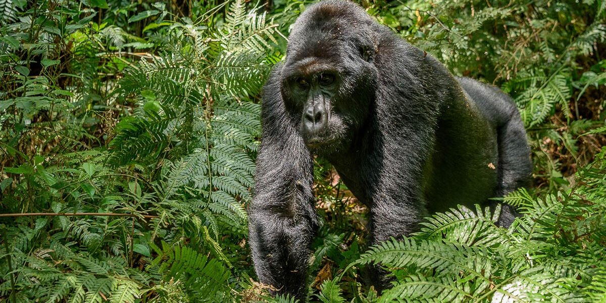 Cheap Gorilla Trekking Offers