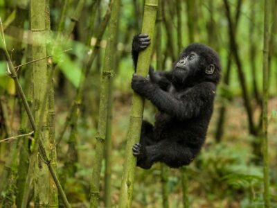 Cheap Rwanda Gorilla Trekking Offers