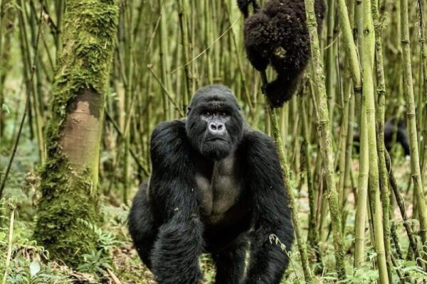 4 Days Cheap Rwanda Gorilla & Golden Monkey Safari