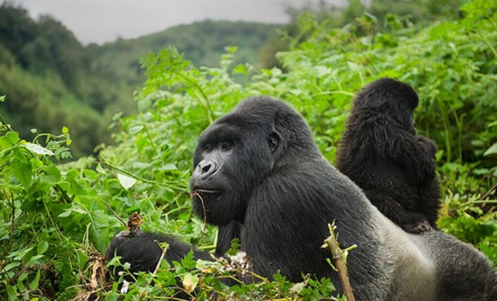 12-Days-Gorillas-and-Mt.-kilimanjaro