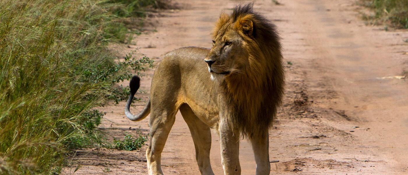 2 day Cheap Safari to Murchison Falls National Park