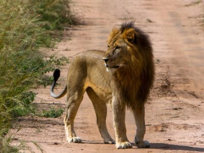 2 day Cheap Safari to Murchison Falls National Park