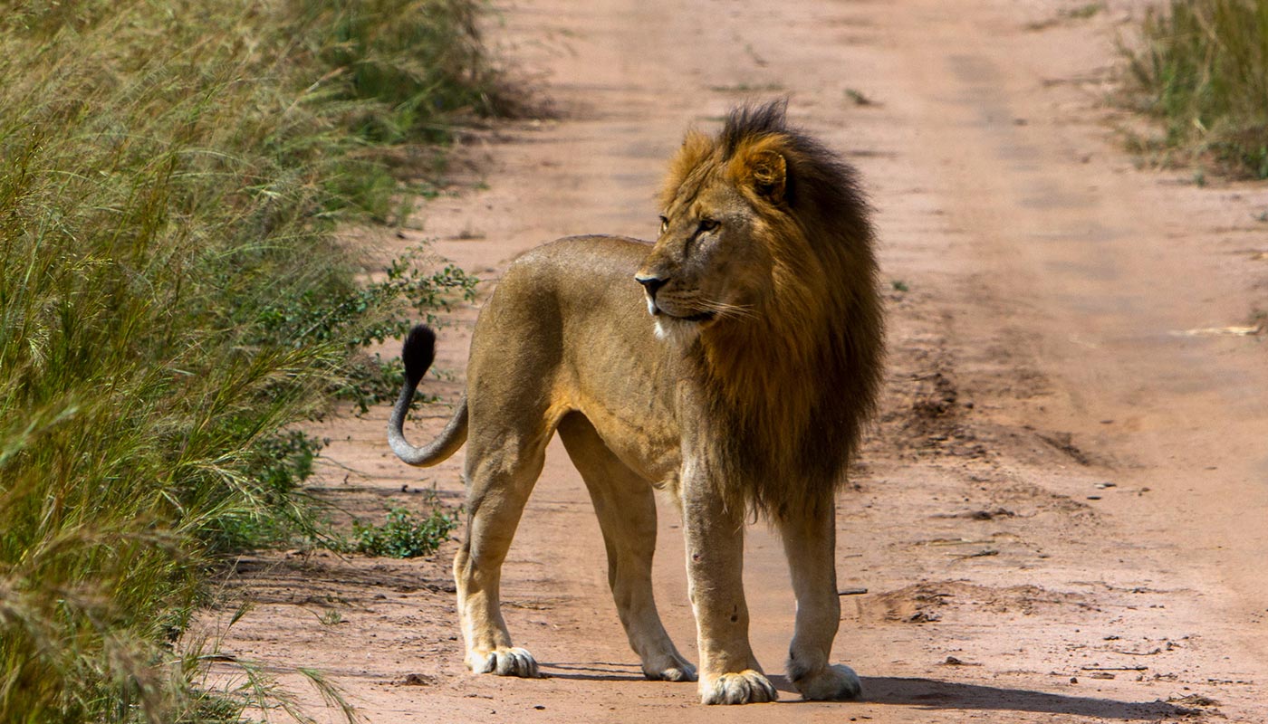 2 days Cheap Safari to Murchison Falls National Park from $660pp*sharing