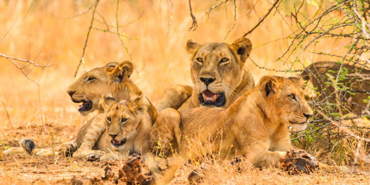 3 Days Budget Safari to Queen Elizabeth National Parks