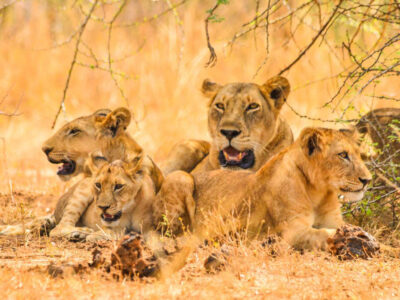 3 Days Budget Safari to Queen Elizabeth National Parks