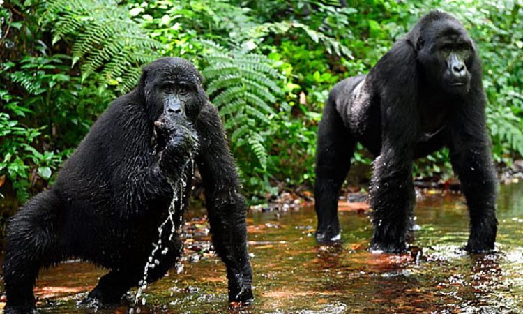 Best sector to trek Gorillas in Bwindi