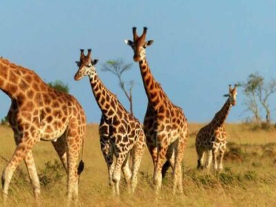 cheap trip to Murchison Falls NP