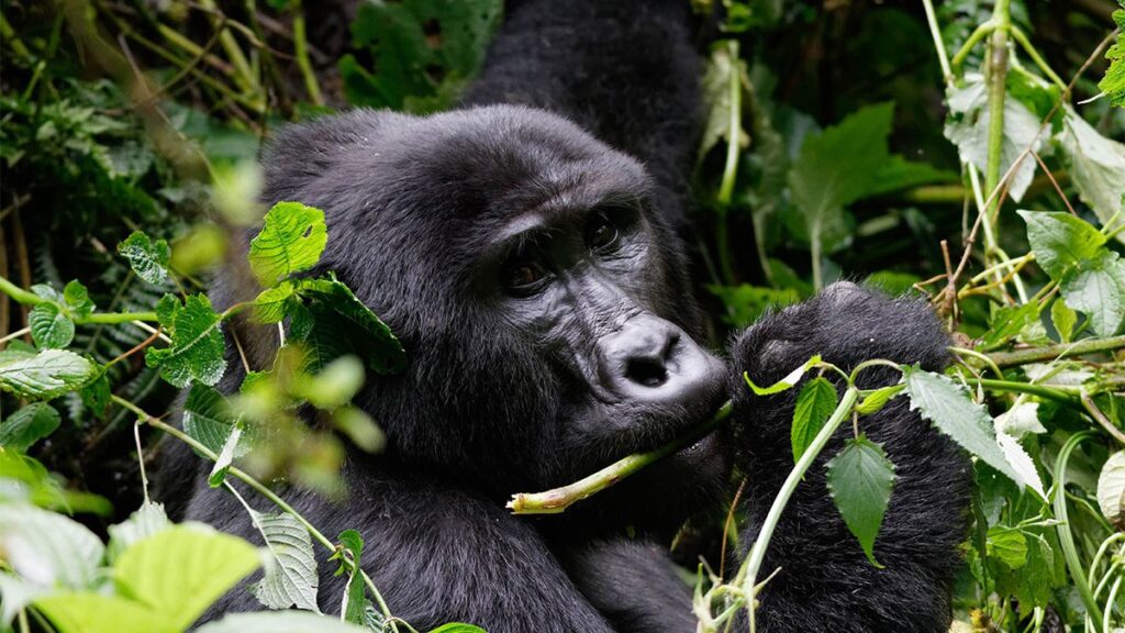 Cheap Gorilla Safaris starting in Entebbe