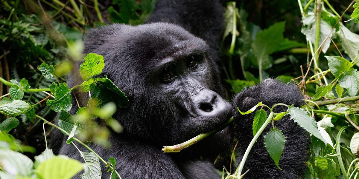 Cheap Gorilla Safaris starting in Entebbe