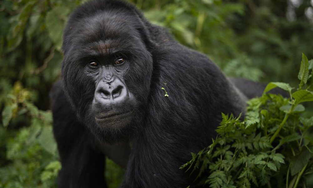 Cheap Gorilla Tours in Uganda