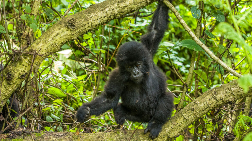 Cheapest Gorilla Safaris in Uganda