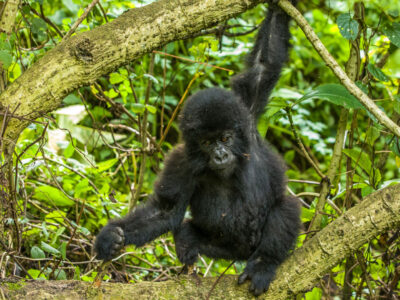 Cheapest Gorilla Safaris in Uganda