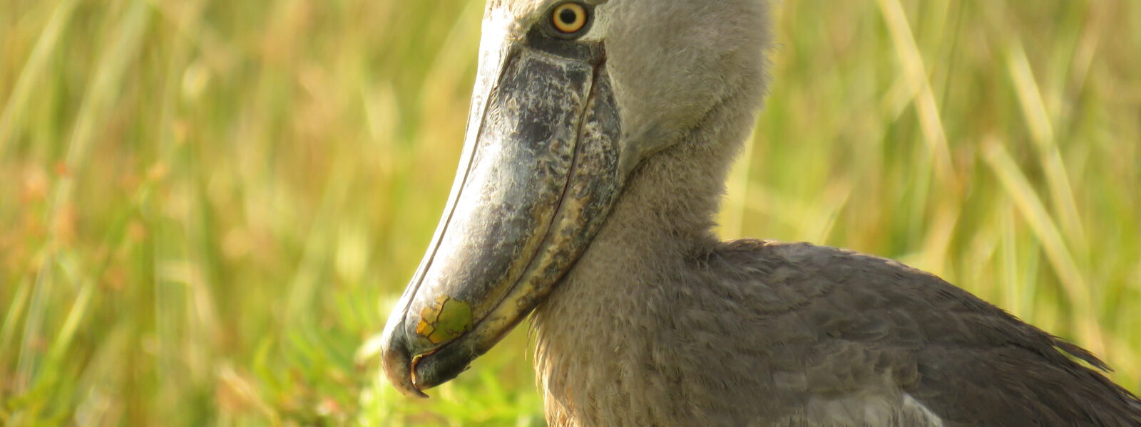 The Shoebill storks in Africa |1 Day Shoebill tracking in Entebbe