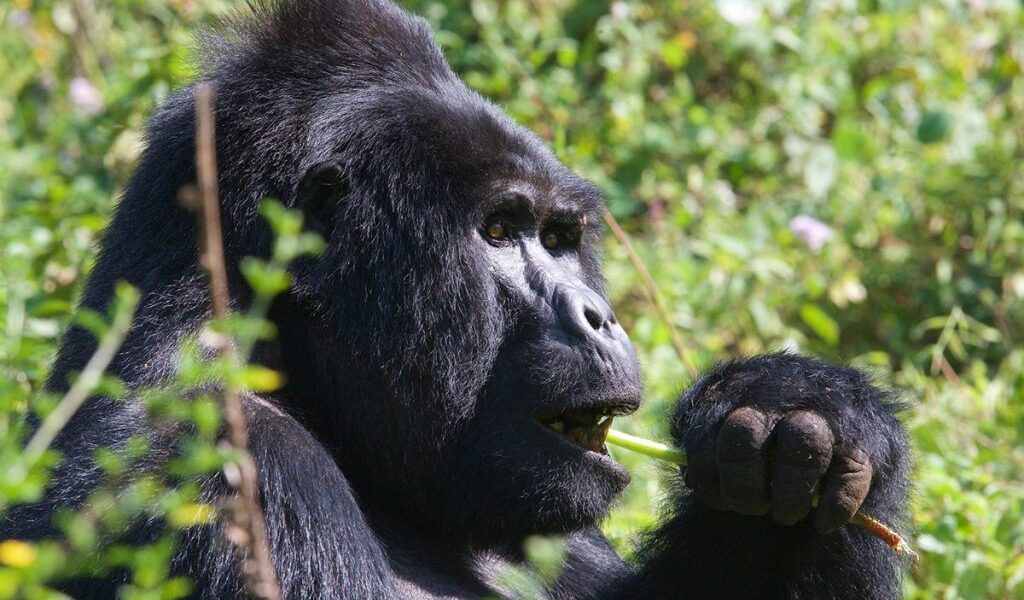 Low-Cost Gorilla Trekking Safaris