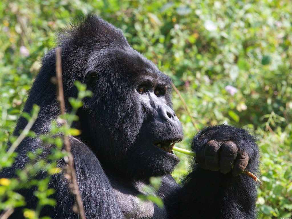 Low-Cost Gorilla Trekking Safaris