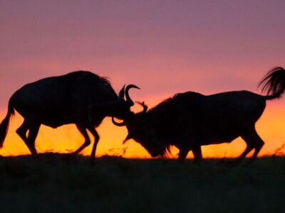 Planning a Safari to Masai Mara in Kenya