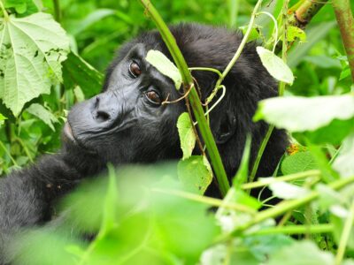 5 Days Gorillas & Tree Climbing Lions