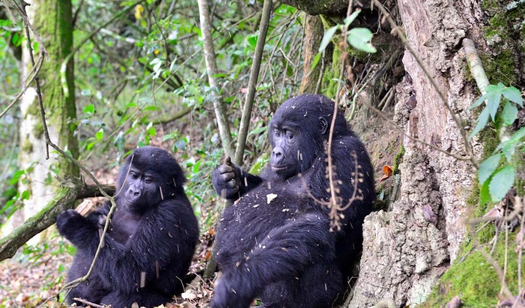 3 Days Cheap Uganda Gorilla Tour
