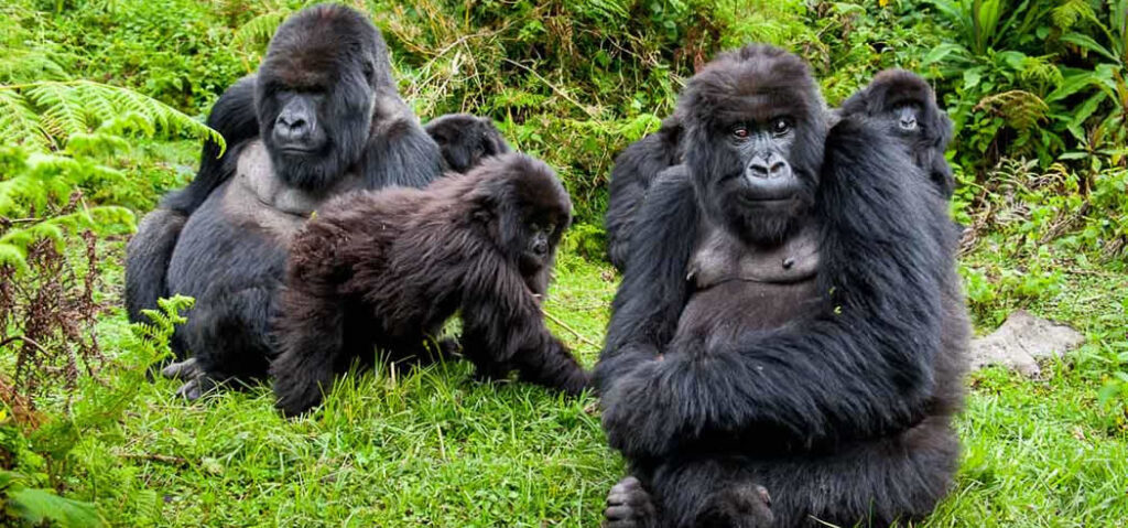 Cheapest Gorilla Permits in Uganda