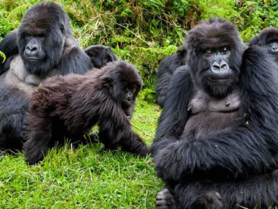 Cheapest Gorilla Permits in Uganda
