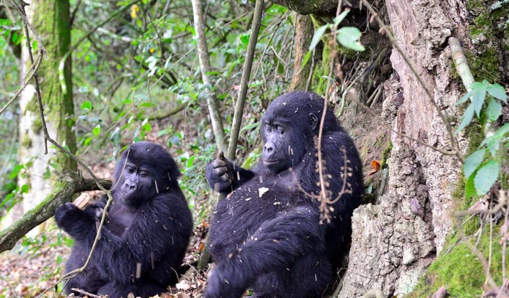 Driving to Bwindi