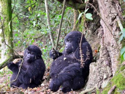 Driving to Bwindi