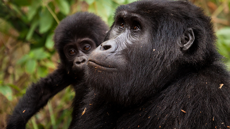 Gorilla tracking in 2023