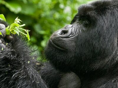 Planning a cheap Gorilla Tour