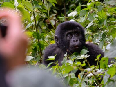 what is the cost of seeing Gorillas