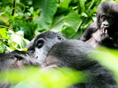 3 Days Gorilla Tour for Ugandans