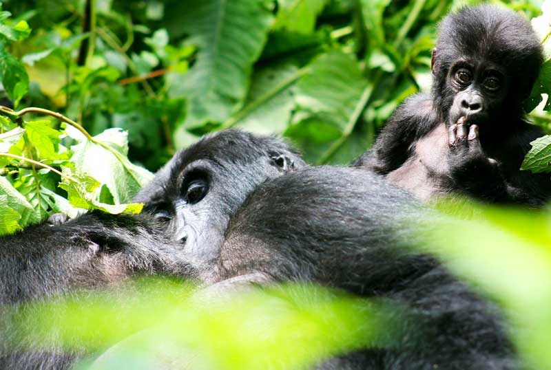 3 Days Gorilla Tour for Ugandans