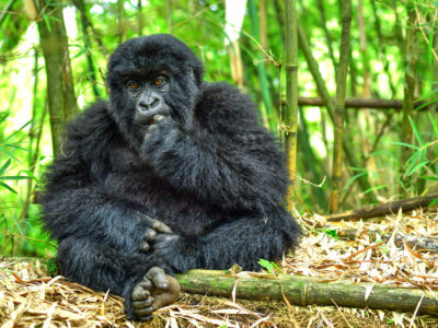 How & where to buy gorilla Permits in Uganda | 4 Days Shoebills and Gorillas in Uganda