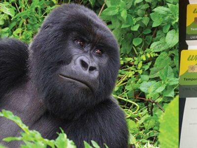 Booking a Last minute Gorilla Permit in Uganda