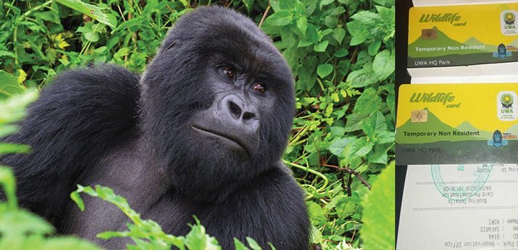 Booking a Last minute Gorilla Permit in Uganda