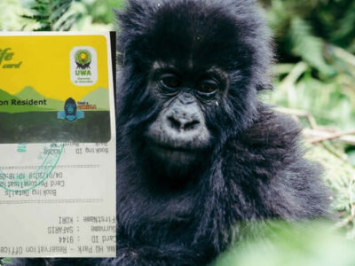 How & where to buy Gorilla Permits in Uganda