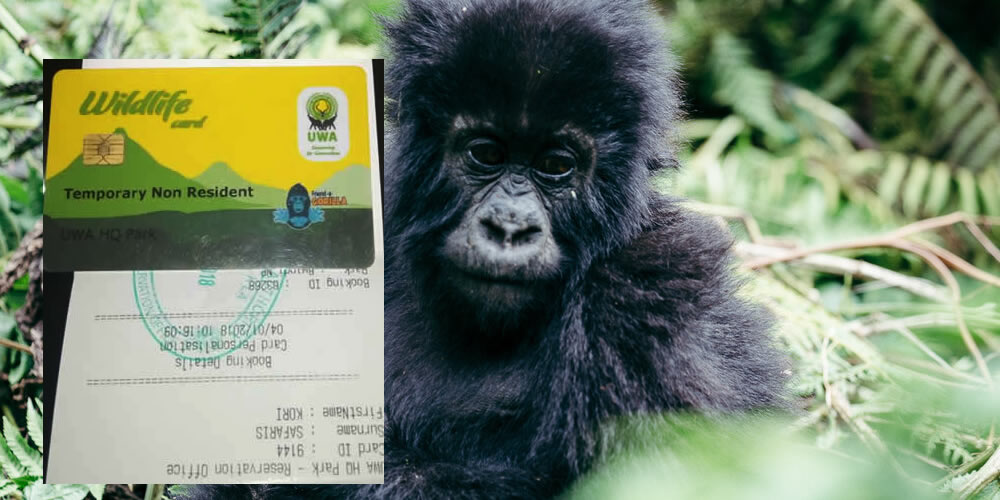 How & where to buy Gorilla Permits in Uganda
