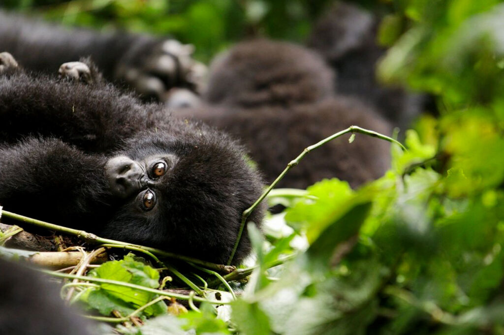 Gorilla Trekking for Ugandans