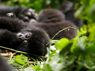 Gorilla Trekking for Ugandans