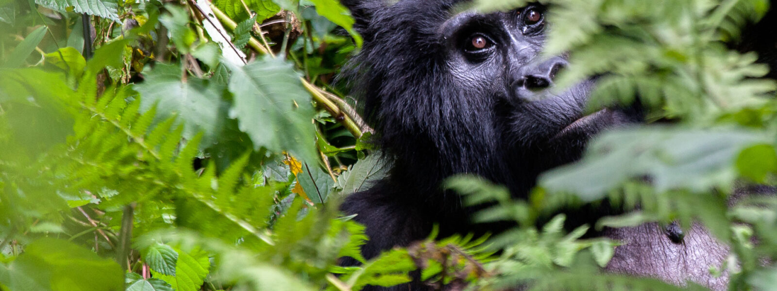 shoebills & gorillas in Uganda