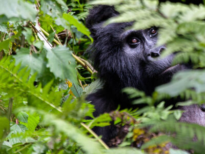 shoebills & gorillas in Uganda