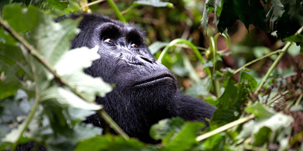 3 Days Last Minute Uganda Gorilla Safari