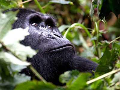 3 Days Last Minute Uganda Gorilla Safari