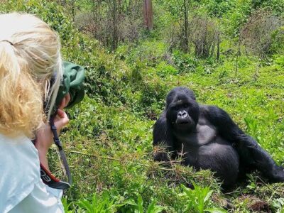 Last Minute Uganda Gorilla Tours